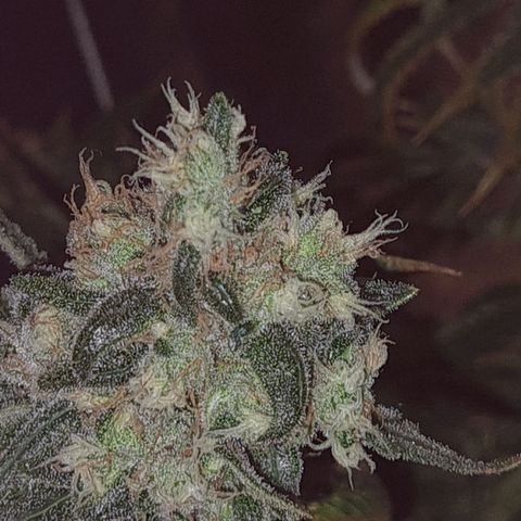 Cookie growlog timeline photo
