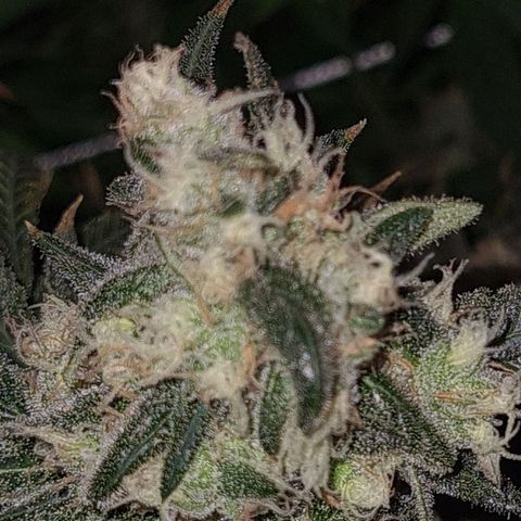 Cookie growlog timeline photo