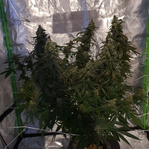 Cookie growlog timeline photo