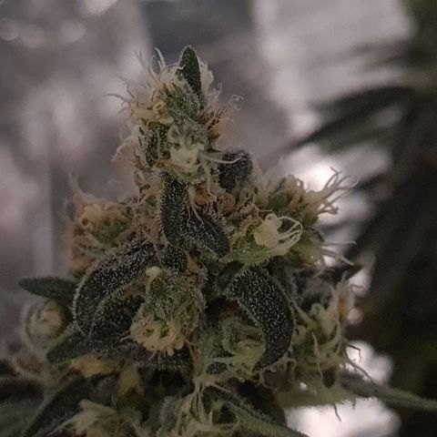 Cookie growlog timeline photo