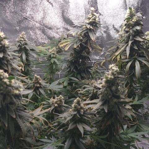 Cookie growlog timeline photo