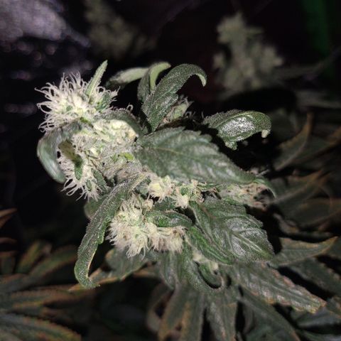 Cookie growlog timeline photo