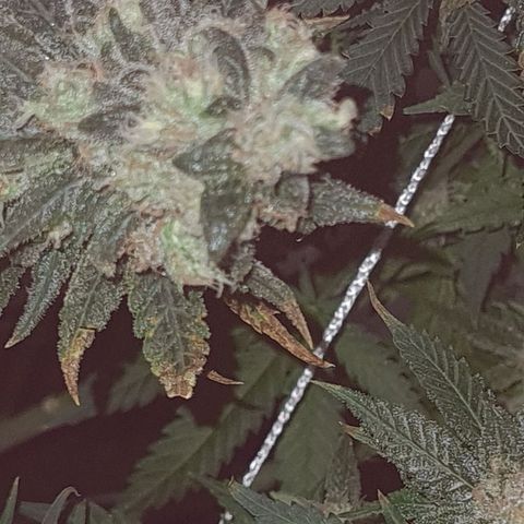 Cookie growlog timeline photo