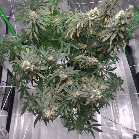Cookie growlog timeline photo
