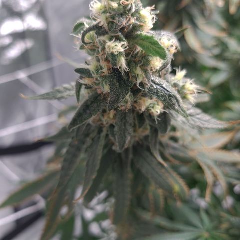 Cookie growlog timeline photo