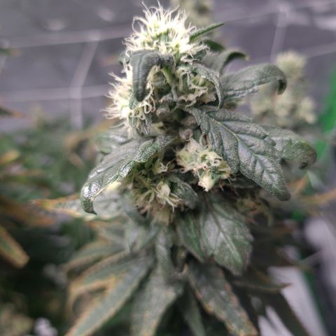 Cookie growlog timeline photo