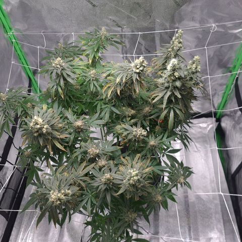 Cookie growlog timeline photo