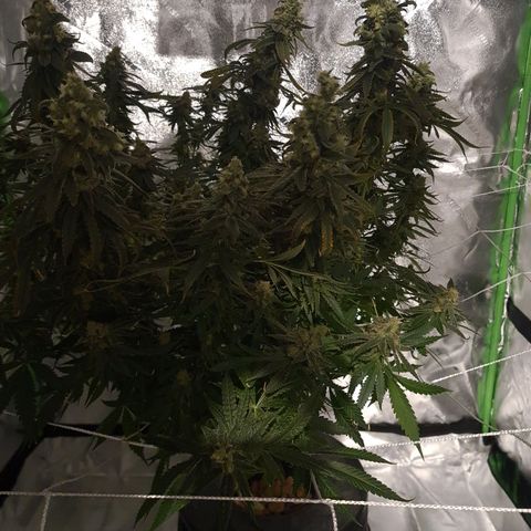 Cookie growlog timeline photo