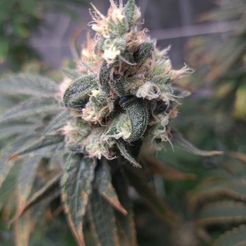 Cookie growlog timeline photo