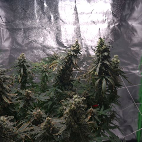 Cookie growlog timeline photo