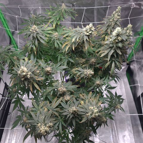 Cookie growlog timeline photo