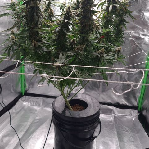 Cookie growlog timeline photo