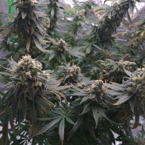 Cookie growlog timeline photo