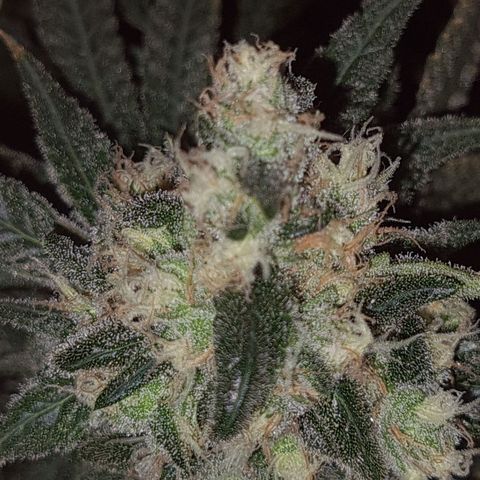 Cookie growlog timeline photo