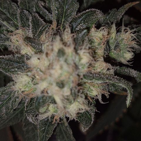 Cookie growlog timeline photo