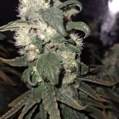 Cookie growlog timeline photo