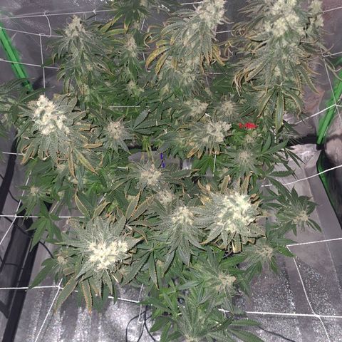Cookie growlog timeline photo