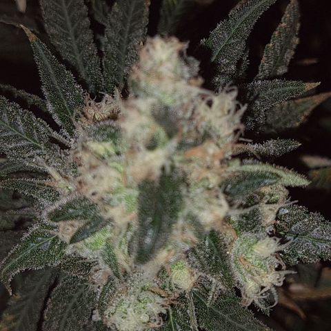 Cookie growlog timeline photo