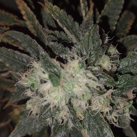 Cookie growlog timeline photo