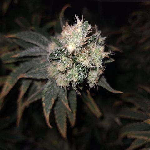 Cookie growlog timeline photo