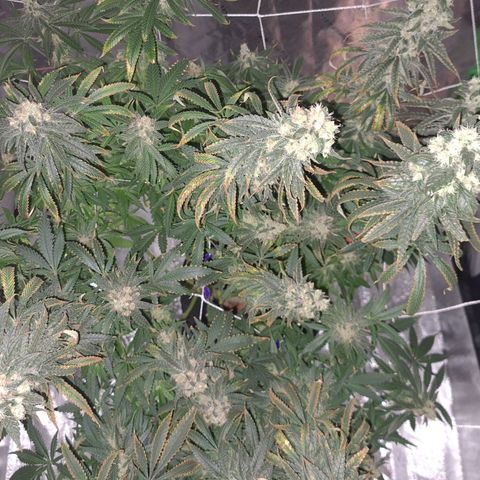 Cookie growlog timeline photo