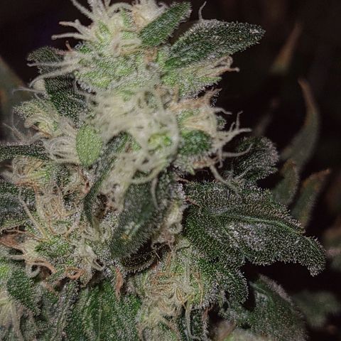 Cookie growlog timeline photo