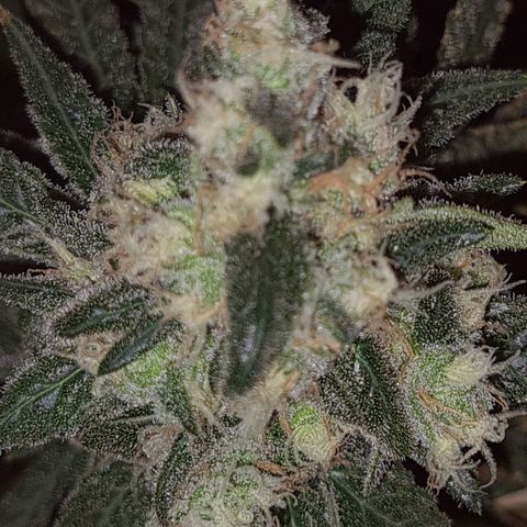 Cookie growlog timeline photo