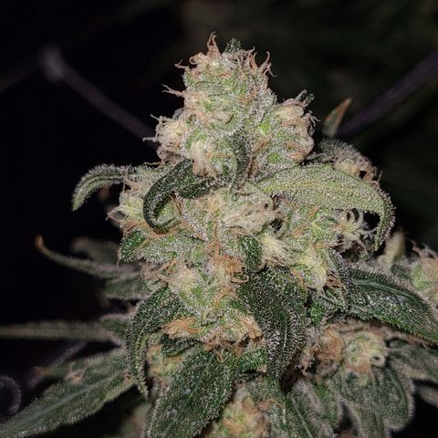 Cookie growlog timeline photo