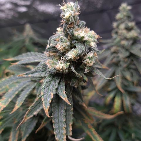 Cookie growlog timeline photo