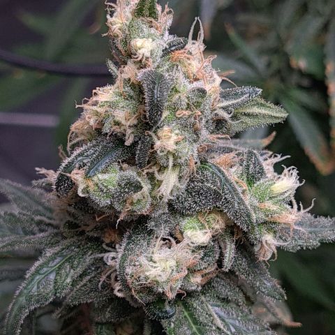 Cookie growlog timeline photo