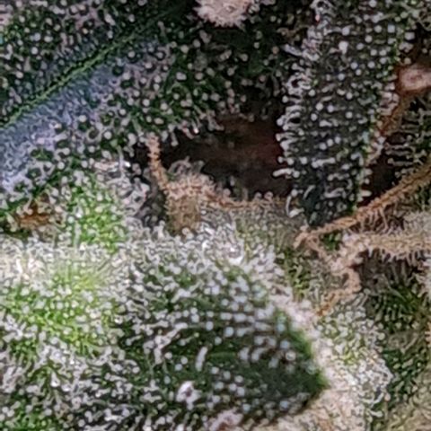 Cookie growlog timeline photo
