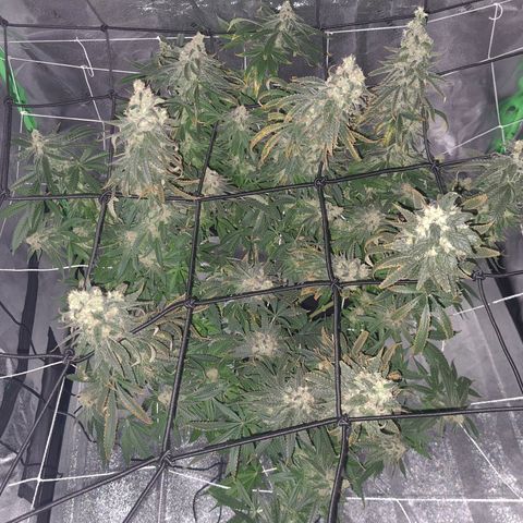 Cookie growlog timeline photo
