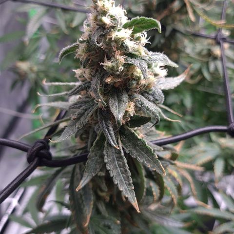 Cookie growlog timeline photo