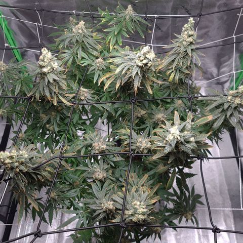 Cookie growlog timeline photo