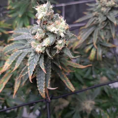 Cookie growlog timeline photo