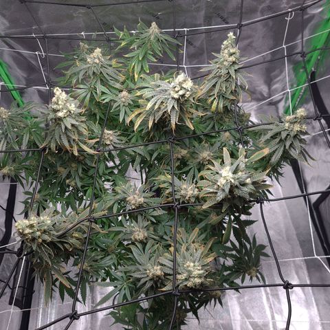 Cookie growlog timeline photo