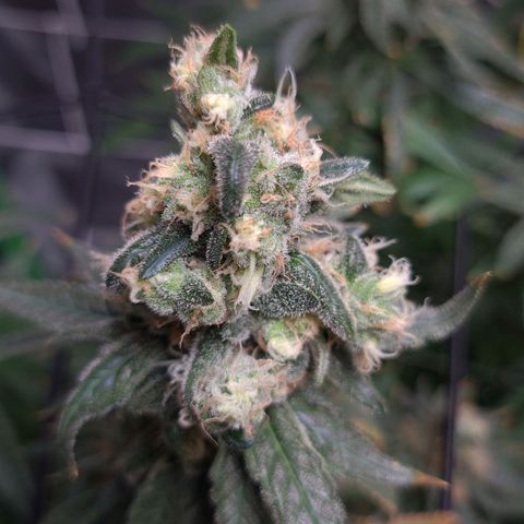 Cookie growlog timeline photo