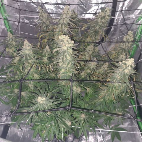 Cookie growlog timeline photo