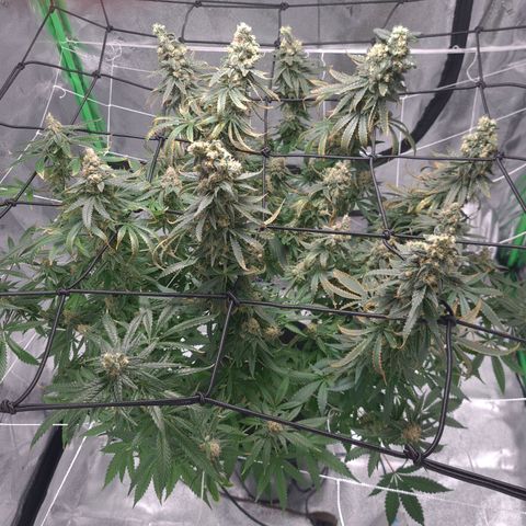 Cookie growlog timeline photo