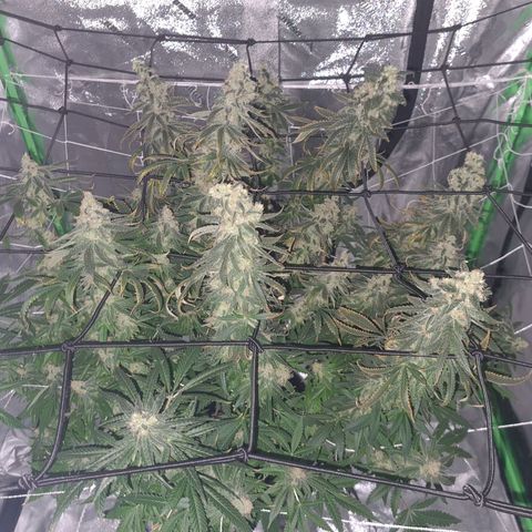 Cookie growlog timeline photo