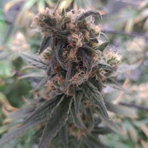 Cookie growlog timeline photo