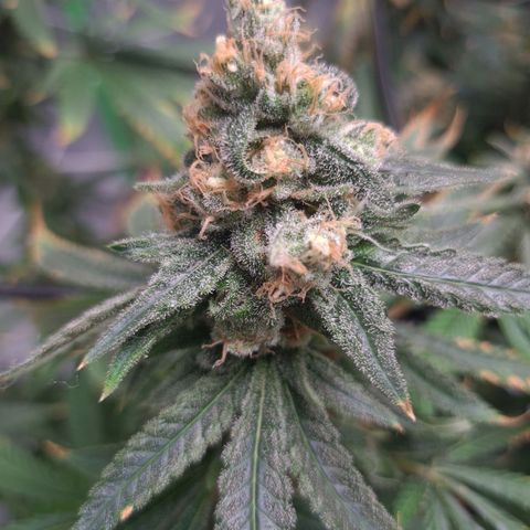 Cookie growlog timeline photo