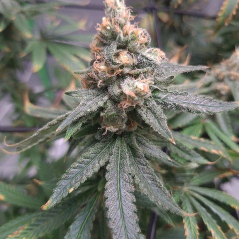 Cookie growlog timeline photo