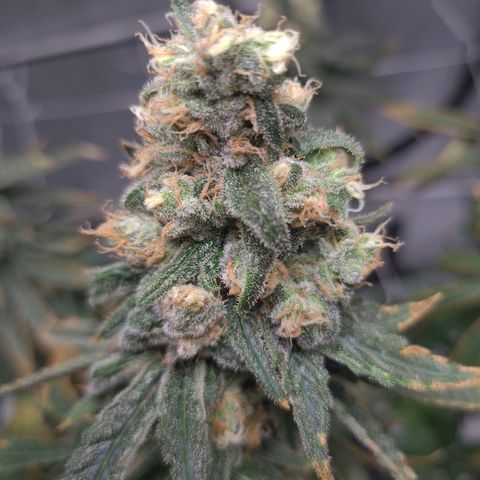 Cookie growlog timeline photo
