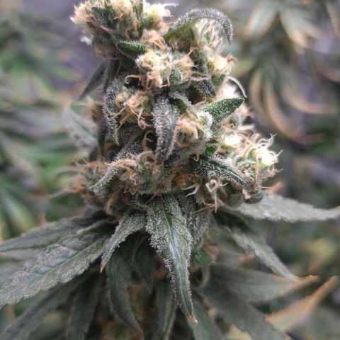 Cookie growlog timeline photo