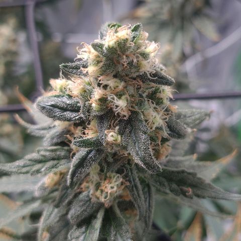 Cookie growlog timeline photo