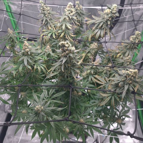 Cookie growlog timeline photo
