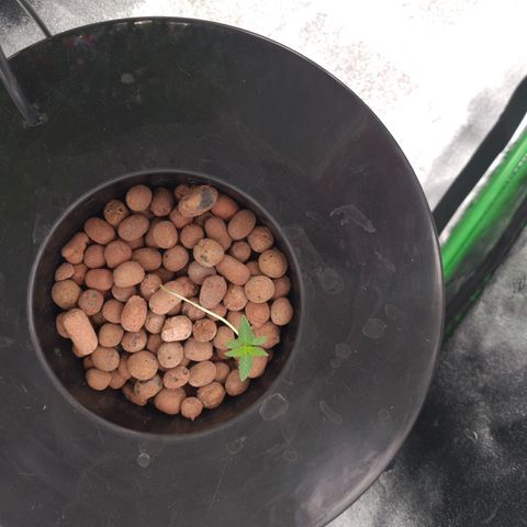 Guineo growlog timeline photo