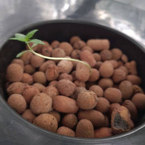 Guineo growlog timeline photo