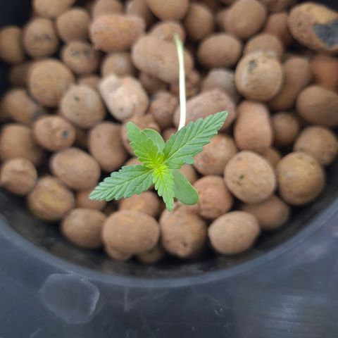 Guineo growlog timeline photo